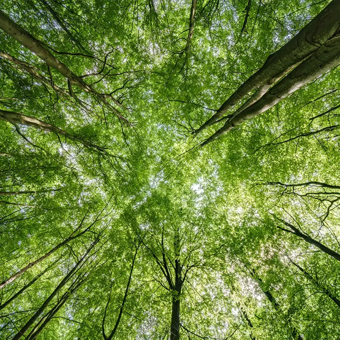 Environmental & Sustainability